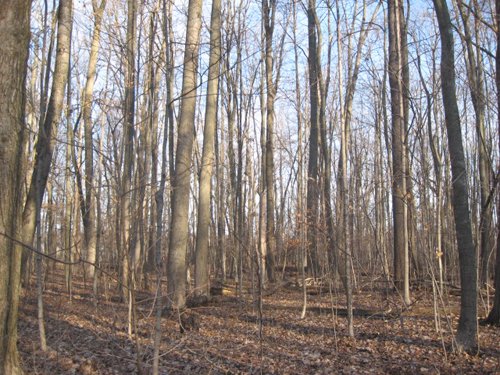 Property photo 21 - 44 Acres Offered in 3 Tracts